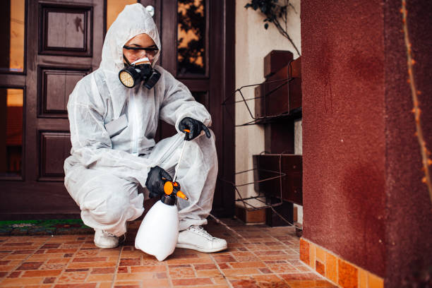 Attic and Crawl Space Rodent Treatment in Daingerfield