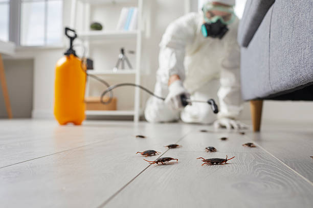 Commercial Rodent Management in Daingerfield